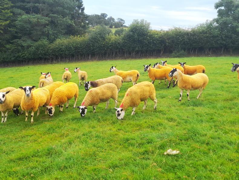 Highs and lows in one week of farming Highs and lows in one week of farming