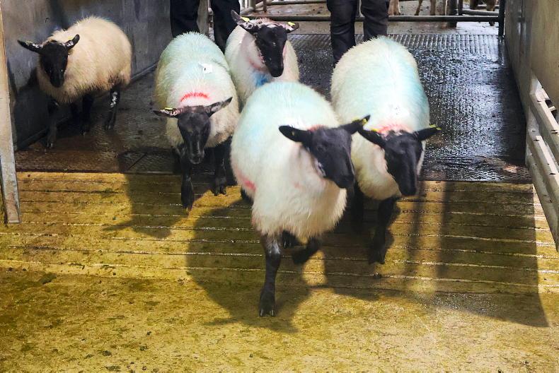 Hogget ewes best priced in Cahersiveen Hogget ewes best priced in Cahersiveen
