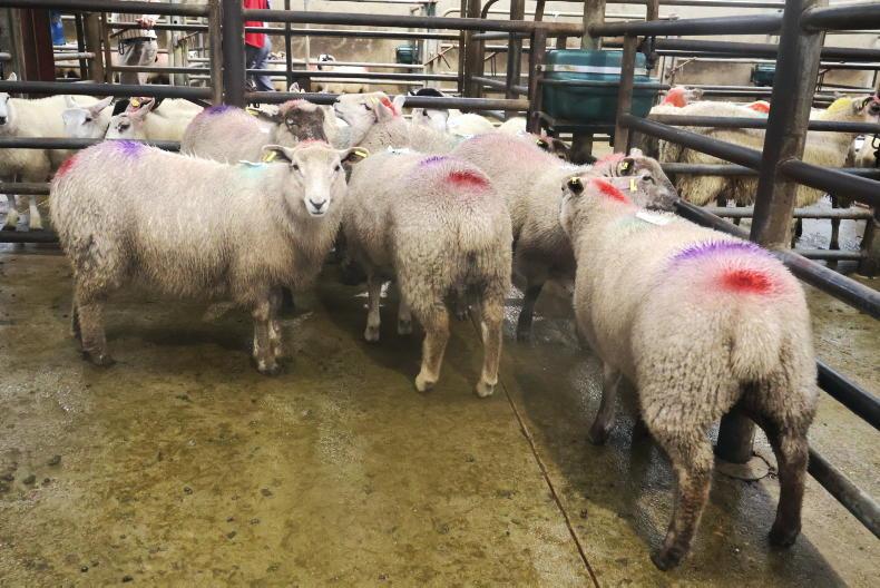 Hogget ewes best priced in Cahersiveen Hogget ewes best priced in Cahersiveen