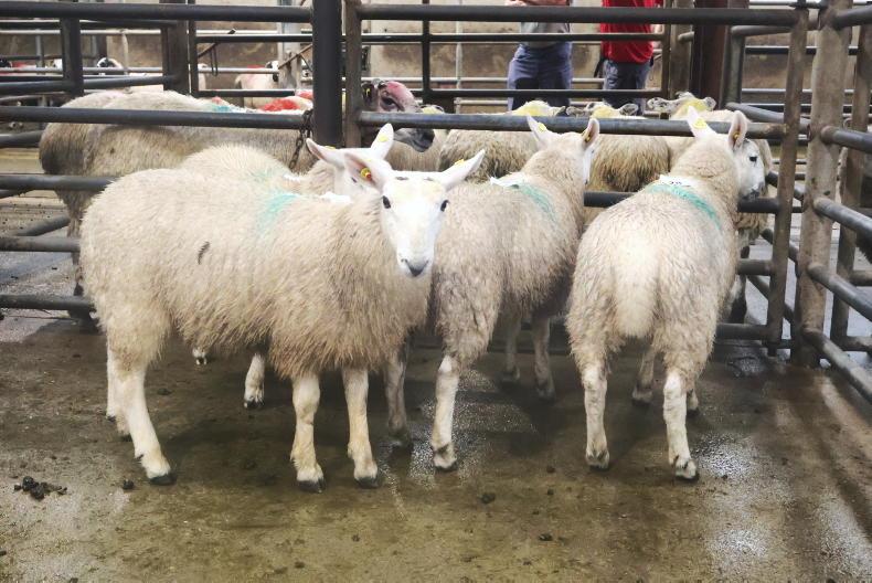 Hogget ewes best priced in Cahersiveen Hogget ewes best priced in Cahersiveen