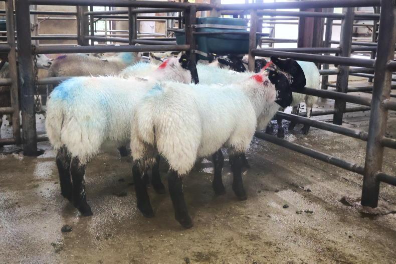 Hogget ewes best priced in Cahersiveen Hogget ewes best priced in Cahersiveen