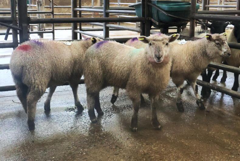 Hogget ewes best priced in Cahersiveen Hogget ewes best priced in Cahersiveen