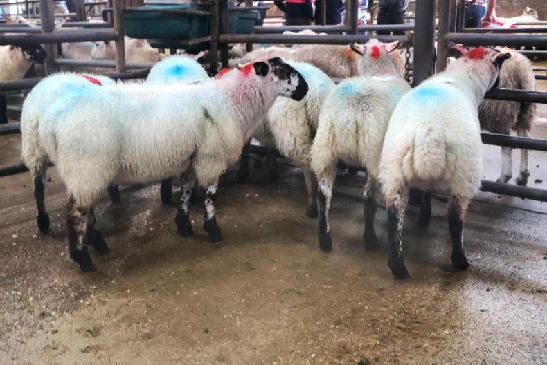 Hogget ewes best priced in Cahersiveen Hogget ewes best priced in Cahersiveen