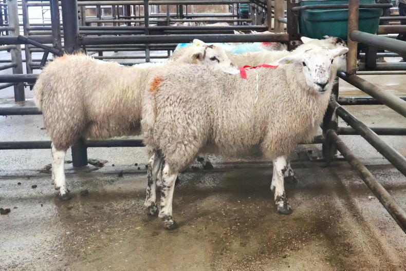 Hogget ewes best priced in Cahersiveen Hogget ewes best priced in Cahersiveen
