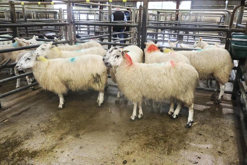 Hogget ewes best priced in Cahersiveen Hogget ewes best priced in Cahersiveen