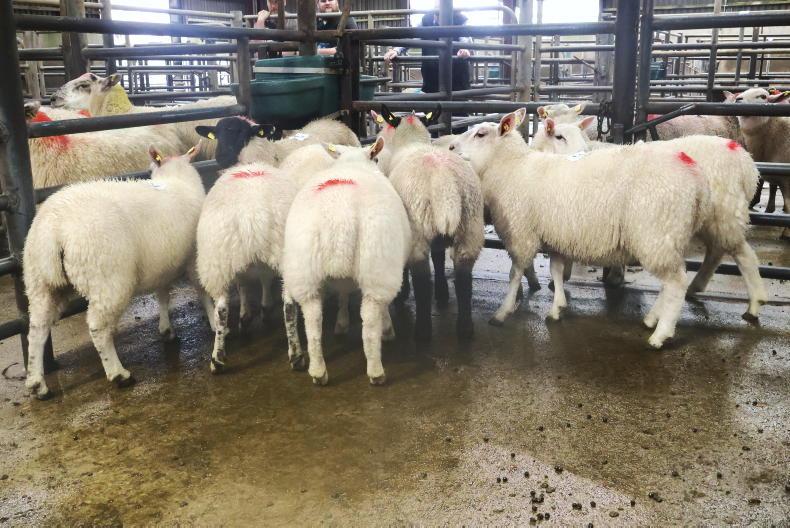 Hogget ewes best priced in Cahersiveen Hogget ewes best priced in Cahersiveen