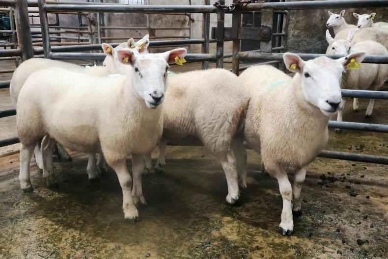 Hogget ewes best priced in Cahersiveen Hogget ewes best priced in Cahersiveen