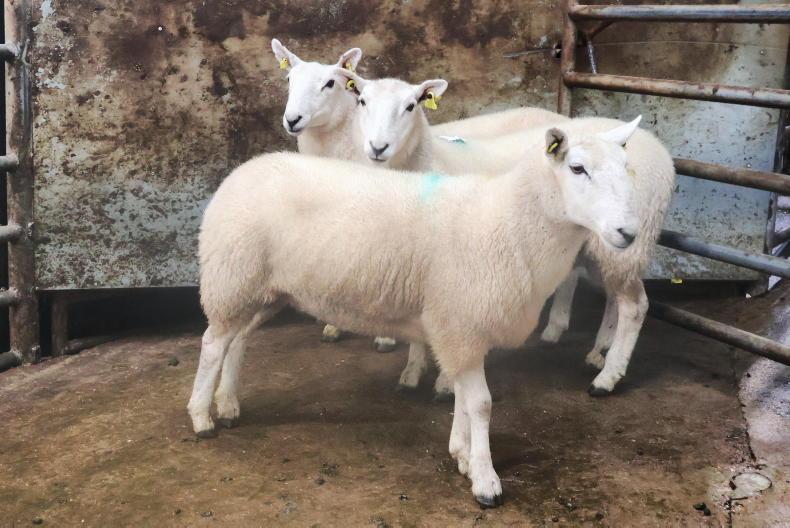 Hogget ewes best priced in Cahersiveen Hogget ewes best priced in Cahersiveen