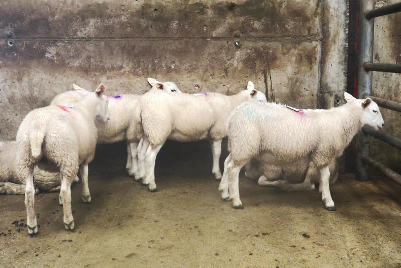 Hogget ewes best priced in Cahersiveen Hogget ewes best priced in Cahersiveen