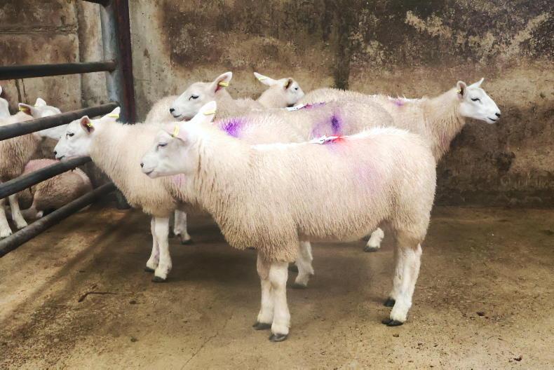 Hogget ewes best priced in Cahersiveen Hogget ewes best priced in Cahersiveen