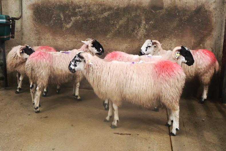 Hogget ewes best priced in Cahersiveen Hogget ewes best priced in Cahersiveen