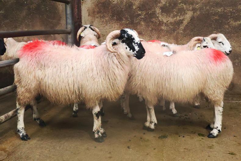 Hogget ewes best priced in Cahersiveen Hogget ewes best priced in Cahersiveen