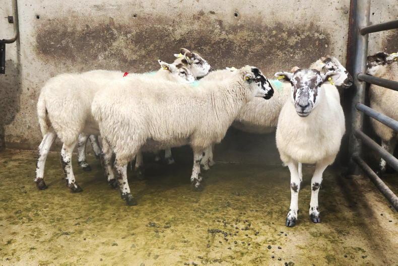 Hogget ewes best priced in Cahersiveen Hogget ewes best priced in Cahersiveen