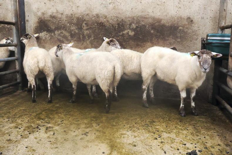 Hogget ewes best priced in Cahersiveen Hogget ewes best priced in Cahersiveen