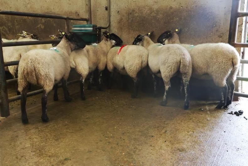 Hogget ewes best priced in Cahersiveen Hogget ewes best priced in Cahersiveen