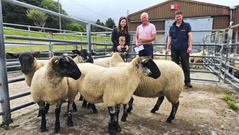 Hogget ewes best priced in Cahersiveen Hogget ewes best priced in Cahersiveen