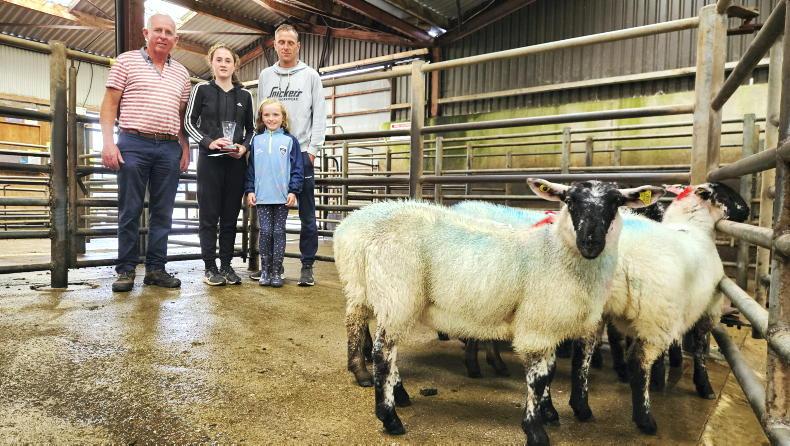 Hogget ewes best priced in Cahersiveen Hogget ewes best priced in Cahersiveen