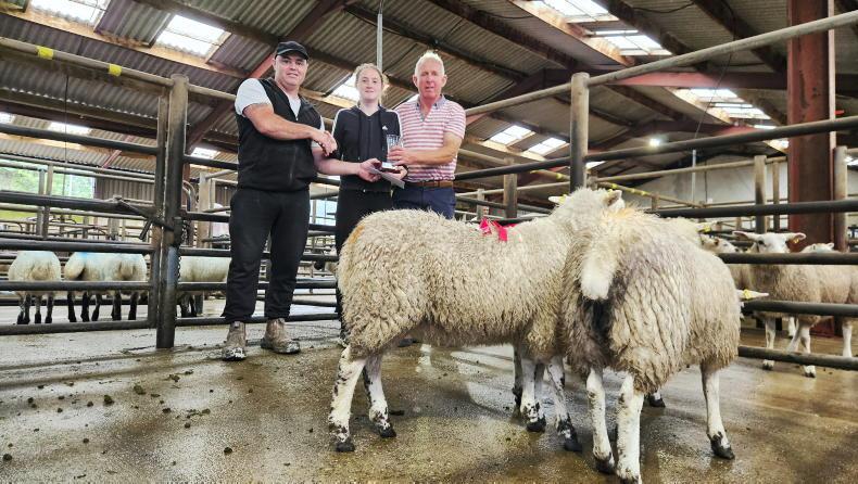 Hogget ewes best priced in Cahersiveen Hogget ewes best priced in Cahersiveen