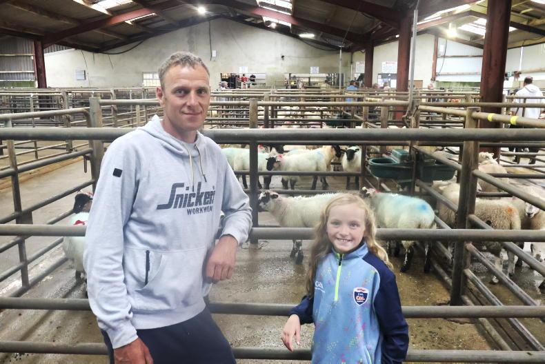 Hogget ewes best priced in Cahersiveen Hogget ewes best priced in Cahersiveen