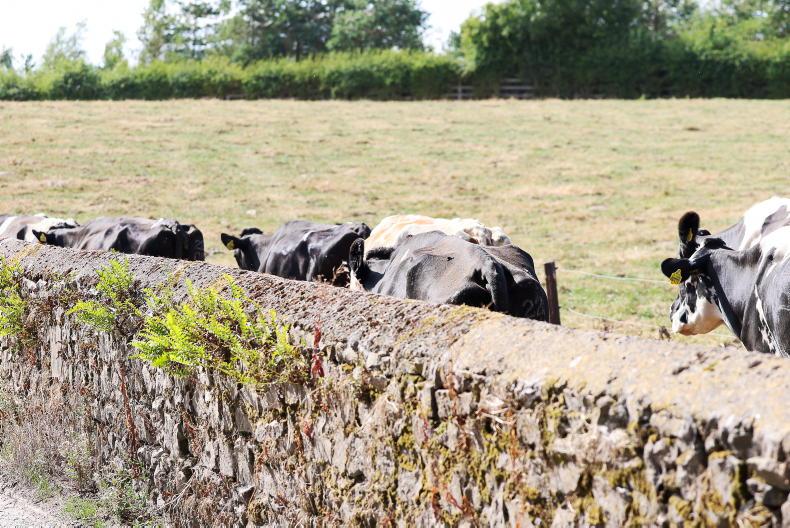 Fodder imports needed to avoid farm feed crisis, warns ICMSA Fodder imports needed to avoid farm feed crisis, warns ICMSA