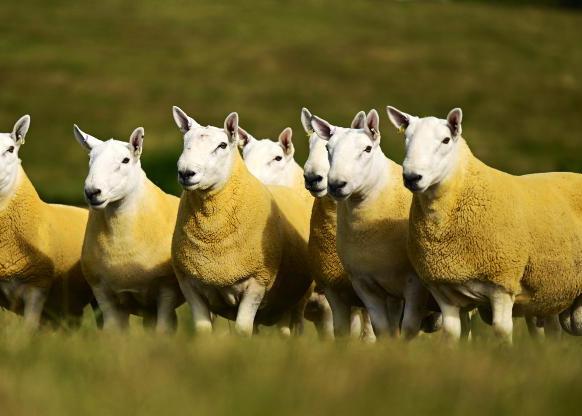 Glebefarm's Cheviot online sale offers proven tups Glebefarm's Cheviot online sale offers proven tups