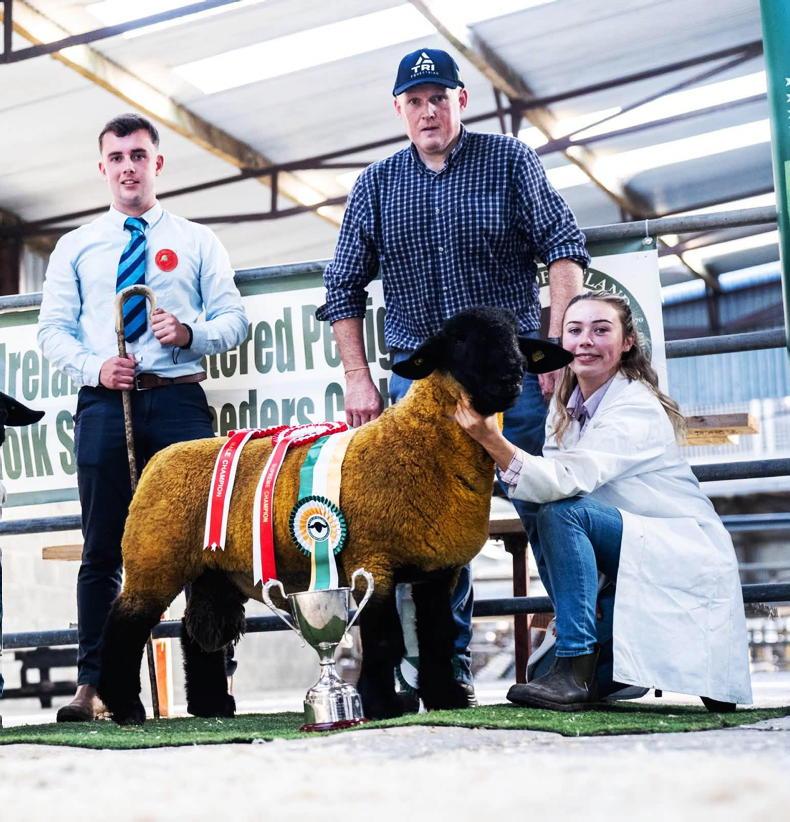 Suffolk ram sets new record price at West of Ireland club sale Suffolk ram sets new record price at West of Ireland club sale