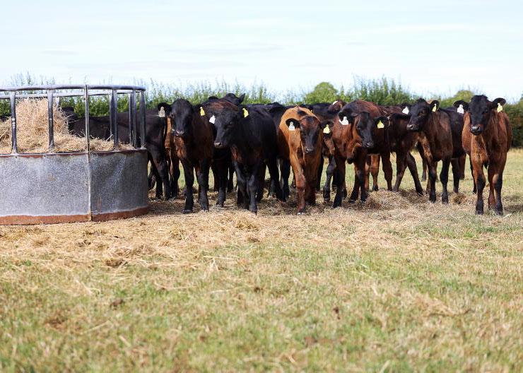 Fodder committee to meet ahead of make or break few weeks for winter feed Fodder committee to meet ahead of make or break few weeks for winter feed