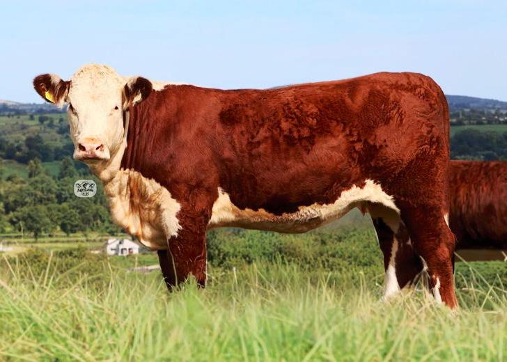 Corlismore Pedigrees to stage annual heifer sale Corlismore Pedigrees to stage annual heifer sale