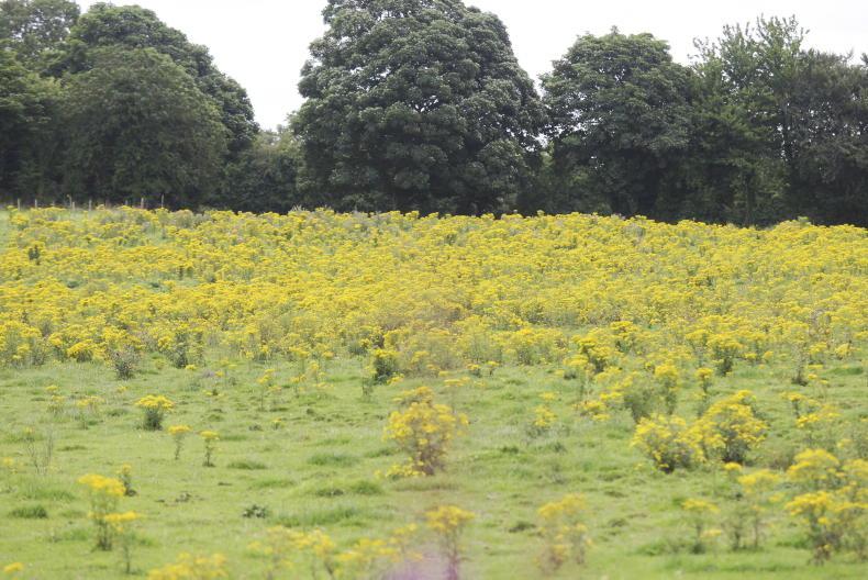 Ragwort poisoning: the warning signs and why the risk may be higher this year Ragwort poisoning: the warning signs and why the risk may be higher this year
