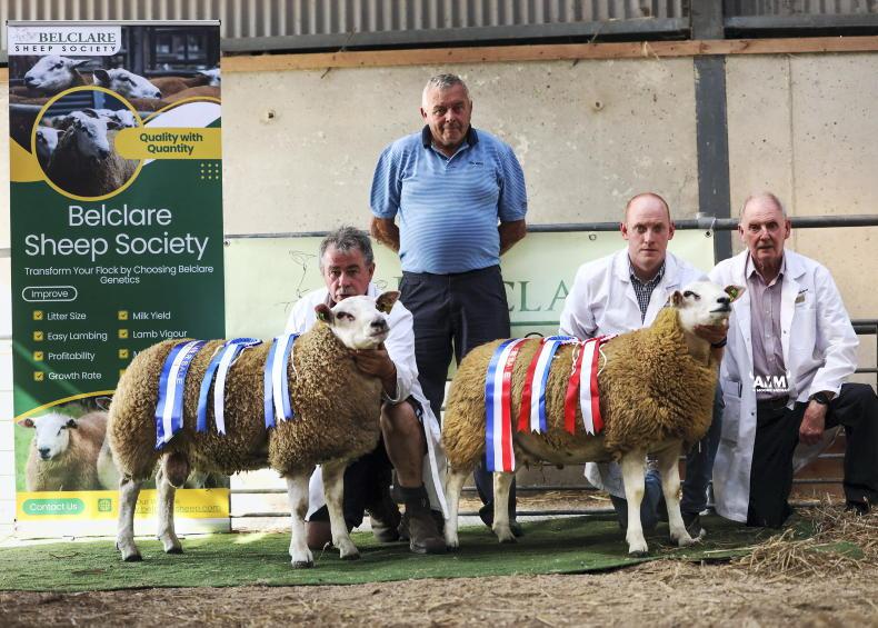 New sale record of €4,000 for Belclare ram New sale record of €4,000 for Belclare ram