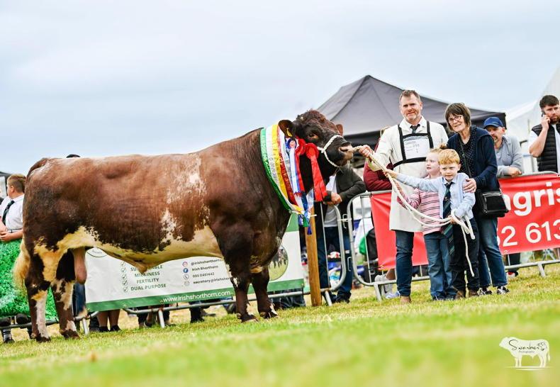 Popeye powers his way to National Shorthorn glory Popeye powers his way to National Shorthorn glory