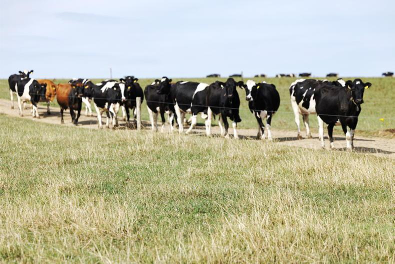 Farmers reveal drought reality: 'I don't know how bills will be paid' Farmers reveal drought reality: 'I don't know how bills will be paid'