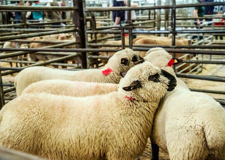 Catalogue finalised for Sheep Ireland sale Catalogue finalised for Sheep Ireland sale