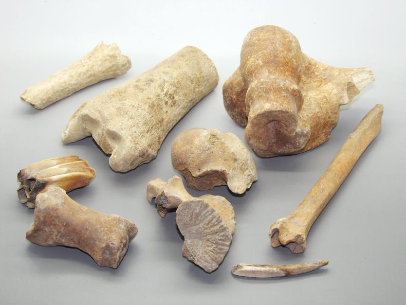 New research rewrites origins of farming in Ireland New research rewrites origins of farming in Ireland