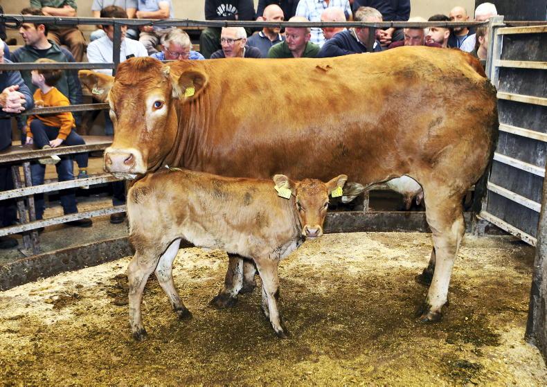 Sharper trade for cattle at Clogher Mart Sharper trade for cattle at Clogher Mart