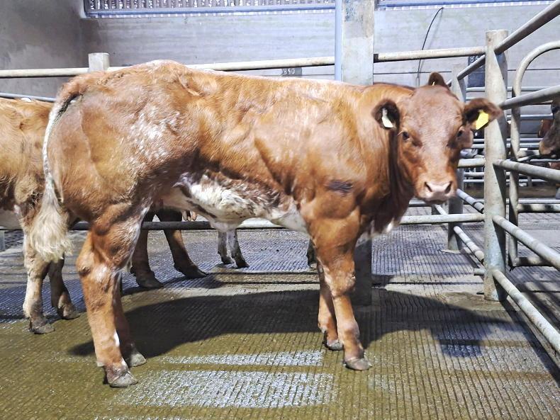 Camera at the Mart: Belgian Blue heifers top at €7,800 in Gort Camera at the Mart: Belgian Blue heifers top at €7,800 in Gort