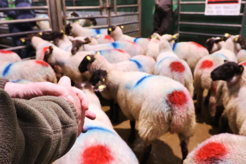 Lighter store lamb trade feeling pinch of drought Lighter store lamb trade feeling pinch of drought