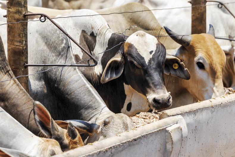 Brazilian beef to be excluded from EU audit Brazilian beef to be excluded from EU audit