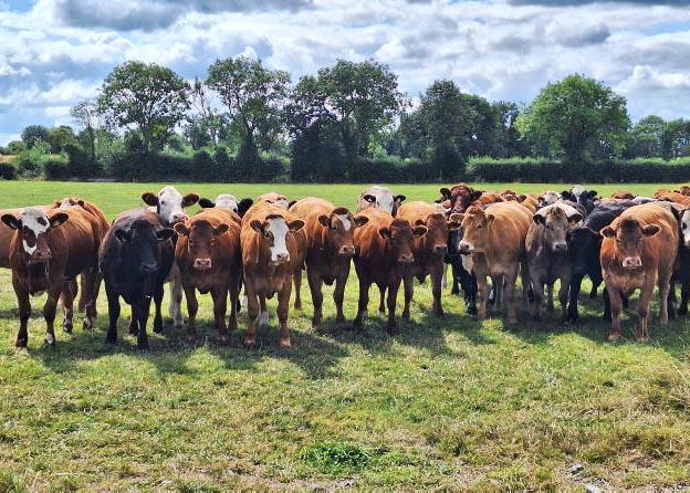 Drought costing upwards of €1,000/week on Tullamore Farm Drought costing upwards of €1,000/week on Tullamore Farm