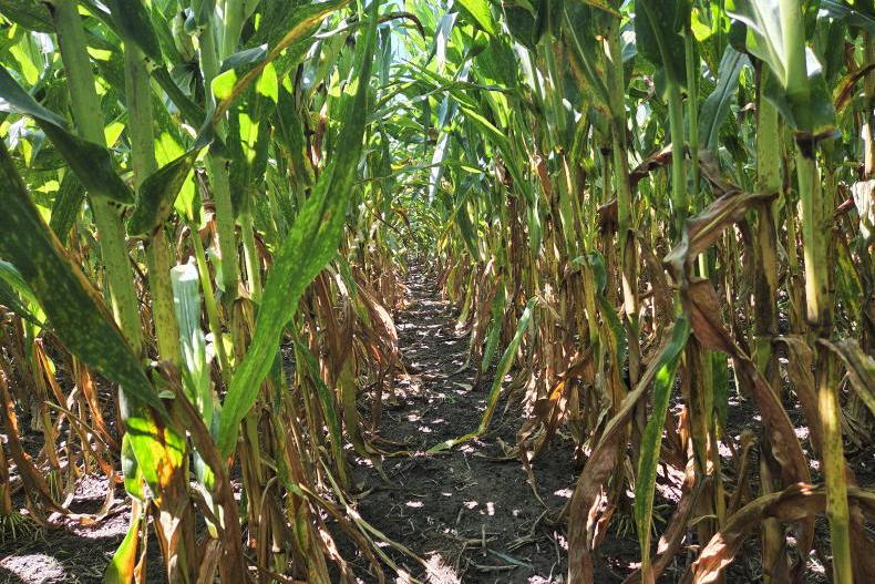 Grain Trends: US crop area up to balance reduced yields Grain Trends: US crop area up to balance reduced yields