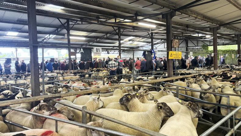 Watch: sheep numbers and prices ‘well back’ Watch: sheep numbers and prices ‘well back’