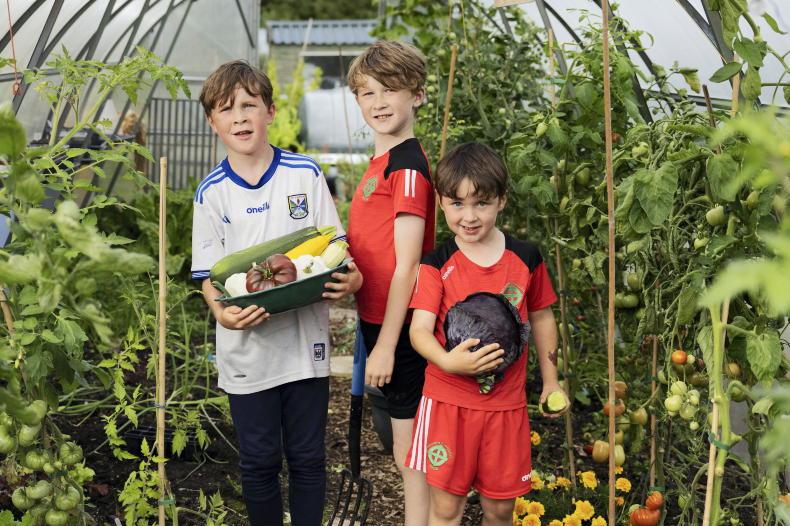 IFJ Junior: how three Cavan brothers built a booming veg business IFJ Junior: how three Cavan brothers built a booming veg business