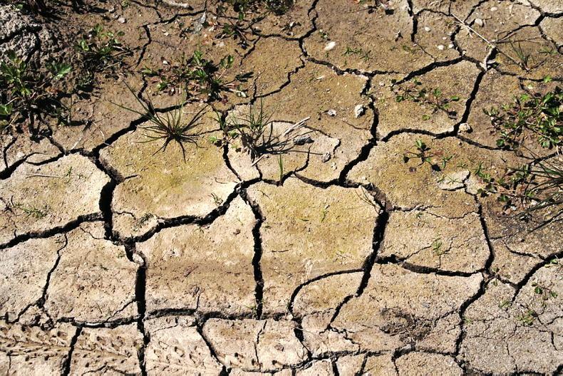Drought grips Europe’s farms Drought grips Europe’s farms