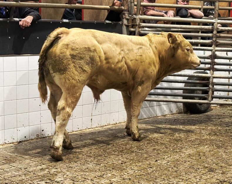 Camera at the Mart: exporters battle for bulls in Balla Camera at the Mart: exporters battle for bulls in Balla