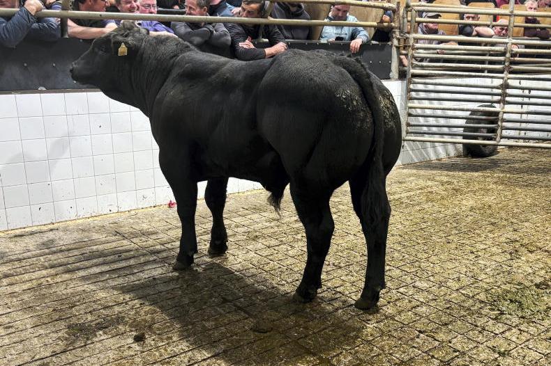 MartBids Database: exporters underpin weanling trade MartBids Database: exporters underpin weanling trade