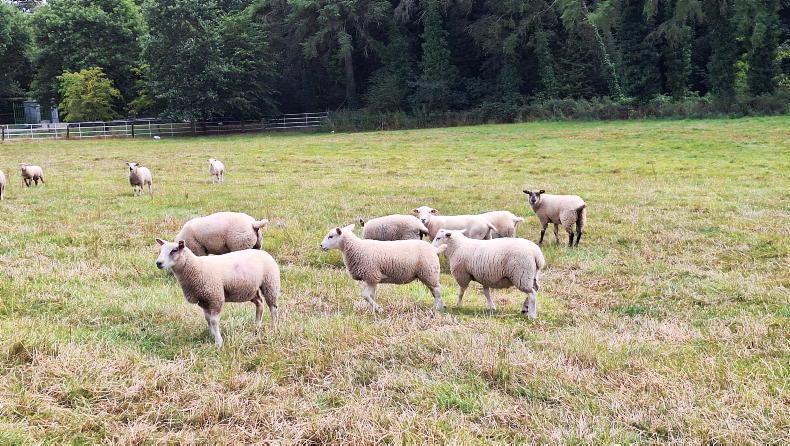 Sheep Management: drought management and quarantine protocols Sheep Management: drought management and quarantine protocols
