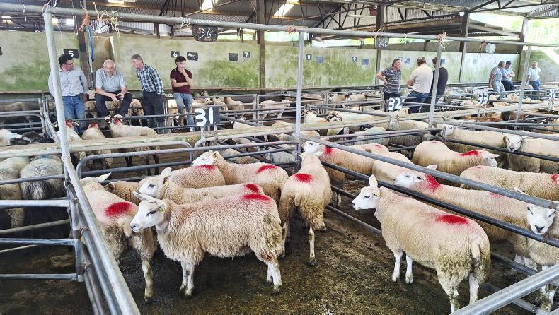 Sheep mart prices: breeding sales performing relatively positively Sheep mart prices: breeding sales performing relatively positively