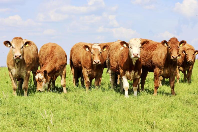 Grass+ Beef: tide turning slowly on grass growth Grass+ Beef: tide turning slowly on grass growth