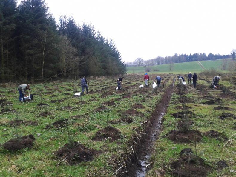 Forestry plantings drop by 20% Forestry plantings drop by 20%