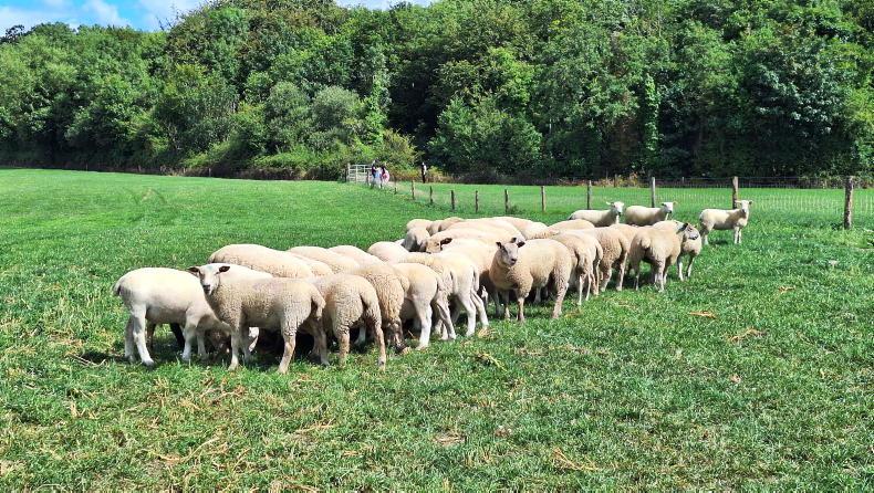 Lamb prices down 20c/kg Lamb prices down 20c/kg